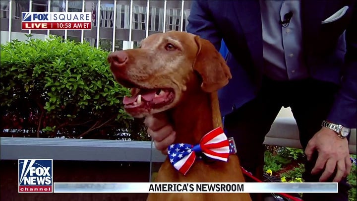 Hemmer & Perino hit streets of reopened NYC, Jasper makes show debut