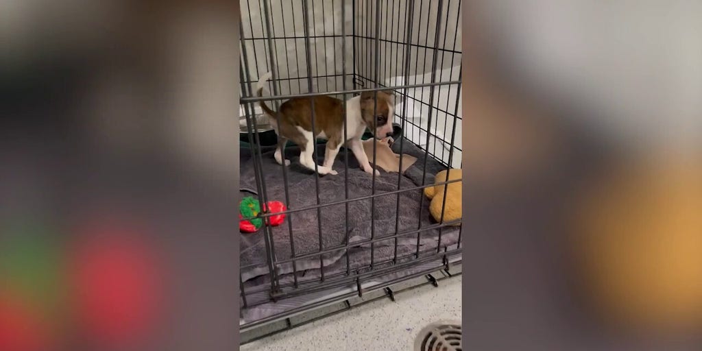 Family puppy ruled out as causing death of 1-month-old