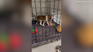 Family puppy ruled out as causing death of 1-month-old