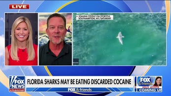 At least 27 US shark encounters reported this year 