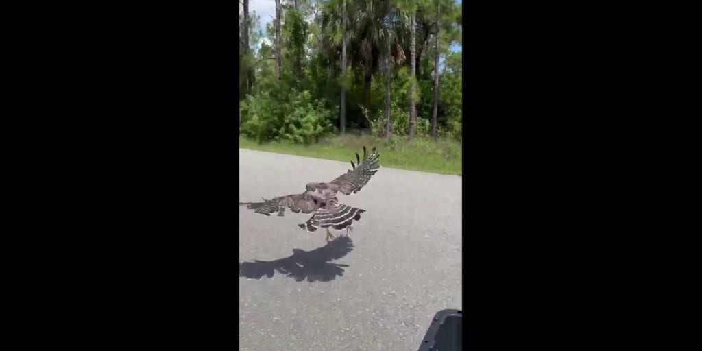Hawk released into the wild following rehabilitation in Florida