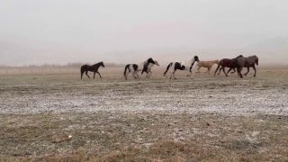 Wild horses spotted enjoying first day of snow  - Fox News