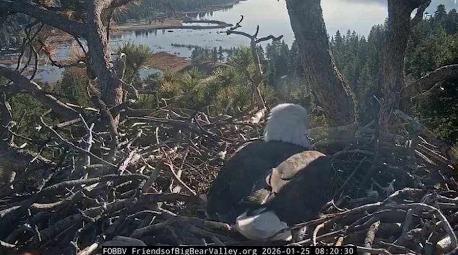 Second Bald Eagle Egg Laid At Big Bear Valley Nest Site In California Second Bald Eagle Egg Laid At Big Bear Valley Nest Site In California