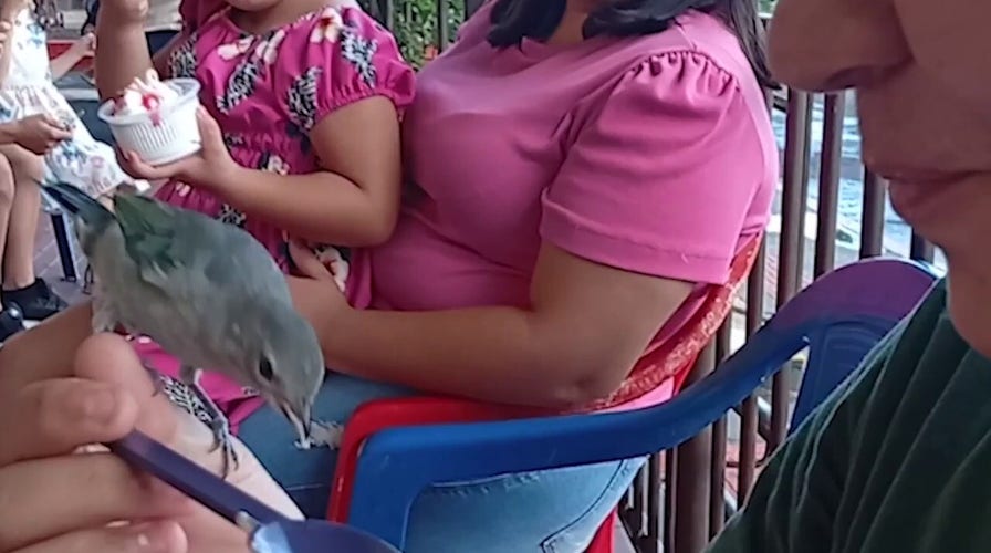 Sparrow perches connected  boy's manus  to stock  immoderate   delicious crystal  pick  from aforesaid  spoon