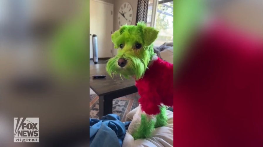 Chicago dog goes viral on TikTok after owner has him dyed to resemble the Grinch