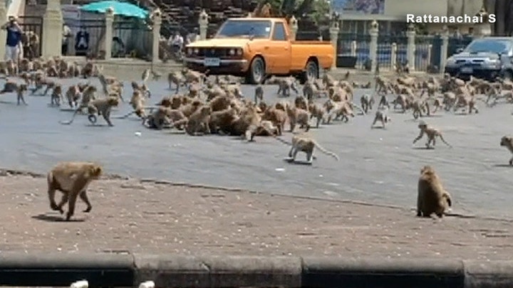 Caught on Camera: Monkey battle in Thailand