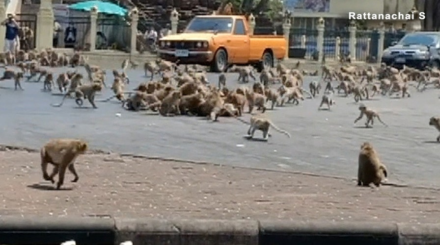 Hordes of starving monkeys clash in Thai street battle amid