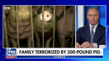 'The Five' reacts to terror pig: 'Lay down the law!'