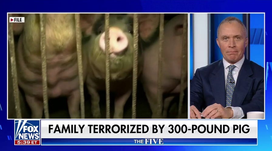 'The Five' reacts to terror pig: 'Lay down the law!'