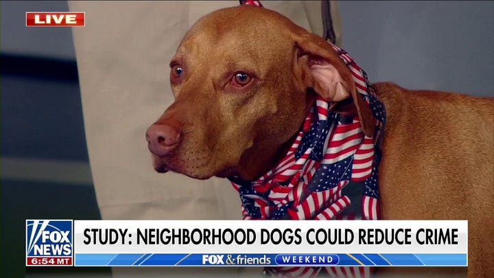 Study shows dogs can act as ‘neighborhood watch’ and reduce crime