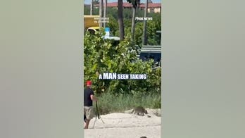 WATCH: Florida man seen walking raccoon on leash
