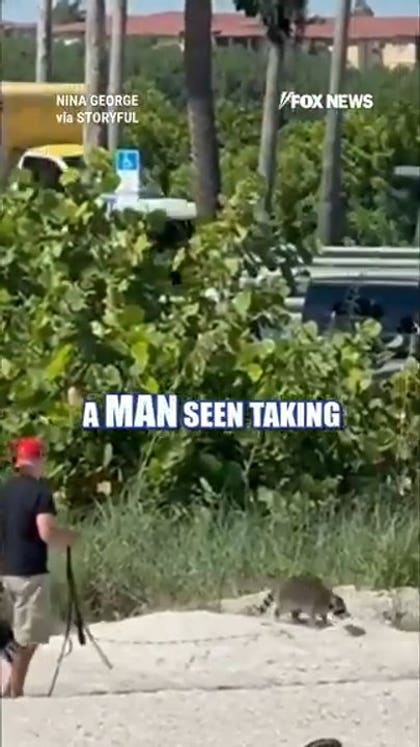 WATCH: Florida man seen walking raccoon on leash