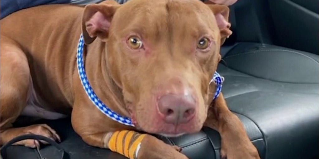 Tennessee woman jumps into frozen pool to save dog Fox News Video