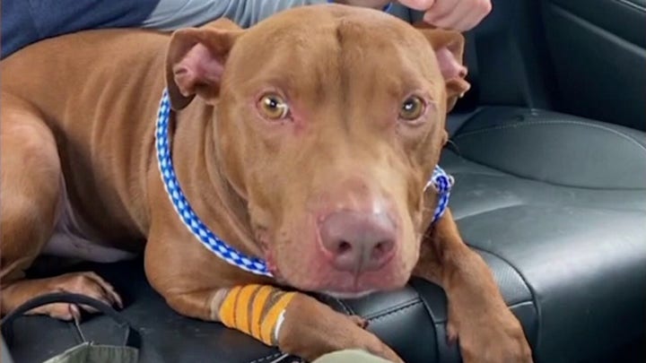 Tennessee woman jumps into frozen pool to save dog 