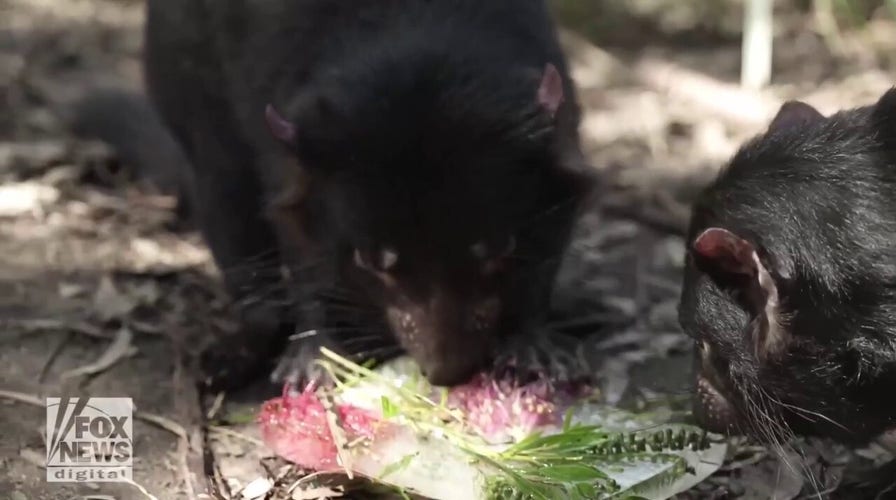 Animals beat the heat with icy treats and water sprays at local zoo