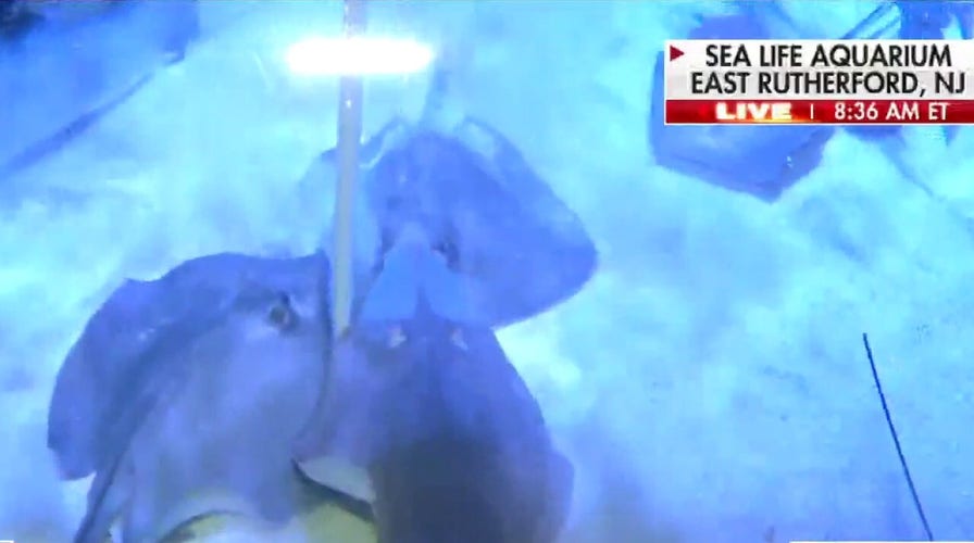 A look inside New Jersey Sea Life Aquarium