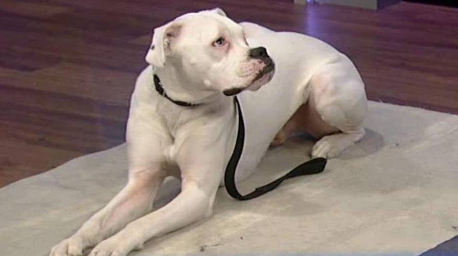 How to teach an old dog new tricks