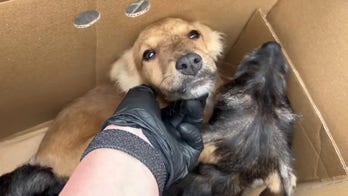 Puppies snatched from ravine in Murphy Canyon in San Diego, California