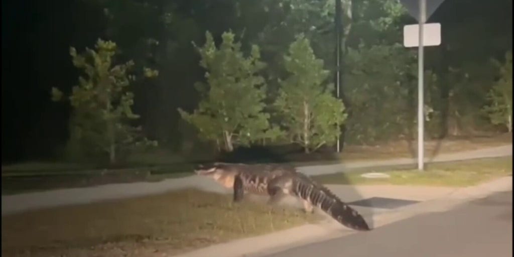 WATCH: Massive gator strolls across North Carolina street