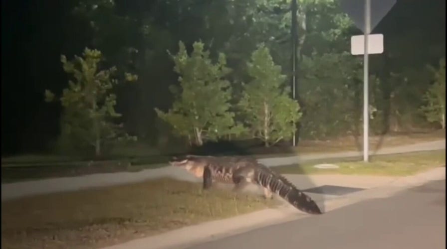 SEE IT: Massive 'king of the neighborhood' gator strolls across the road