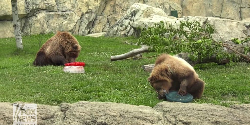 Bear siblings celebrate July 4th with ‘patriotic’ treats