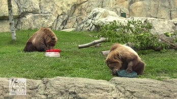 Bear siblings celebrate July 4th with ‘patriotic’ treats