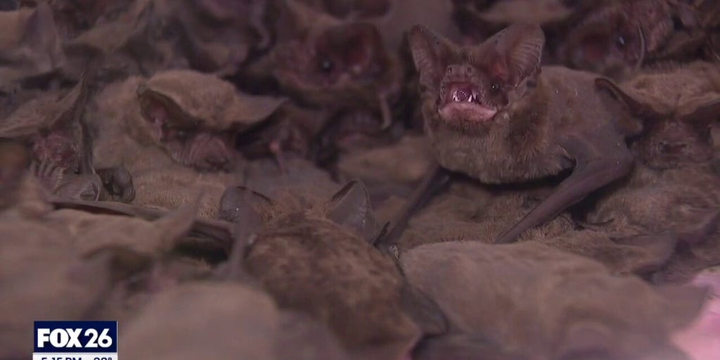 Over 1,000 frozen bats rescued from Houston winter storm Fox News Video