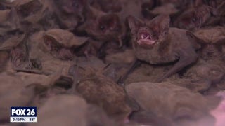 Over 1,000 frozen bats rescued from Houston winter storm - Fox News