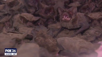 Over 1,000 frozen bats rescued from Houston winter storm