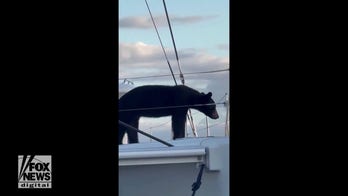 Bear spotted enjoying the sunshine on a Florida boat