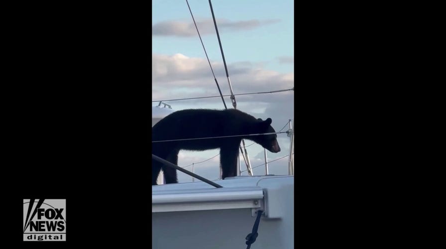 Bear spotted enjoying the sunshine on a Florida boat