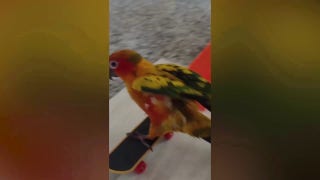 Parrot on a skateboard: Check out this fun video of a colorful parrot going for a ride - Fox News