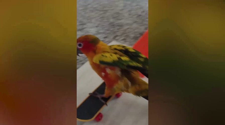 Parrot on a skateboard: Check out this fun video of a colorful parrot going for a ride