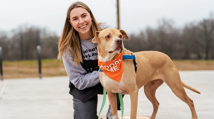 Dogs and cats roam free as first cageless animal shelter in US