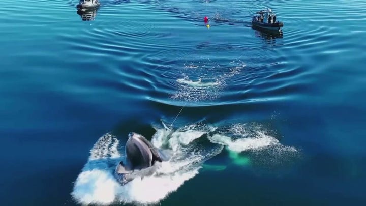 Humpback whale backflips during rescue off coast of Canada