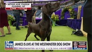 Westminster ‘Best in Show’ dogs on Fox Sports 1 - Fox News