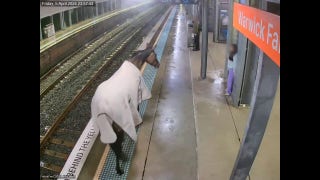 Horse runs around on train platform in Sydney, Australia suburb - Fox News