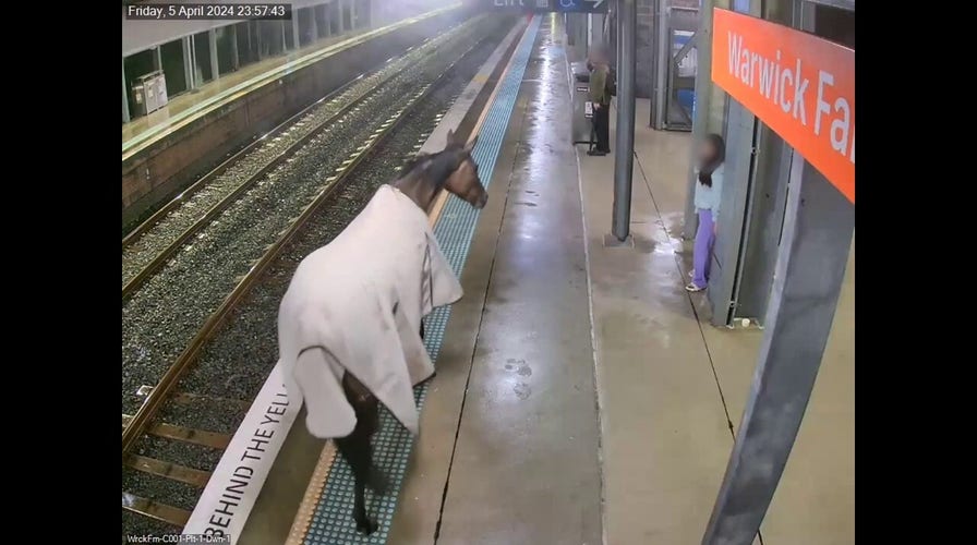 Horse runs around on train platform in Sydney, Australia suburb