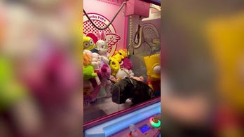 'Please pick me!' French Bulldog sits inside arcade claw machine — check this out
