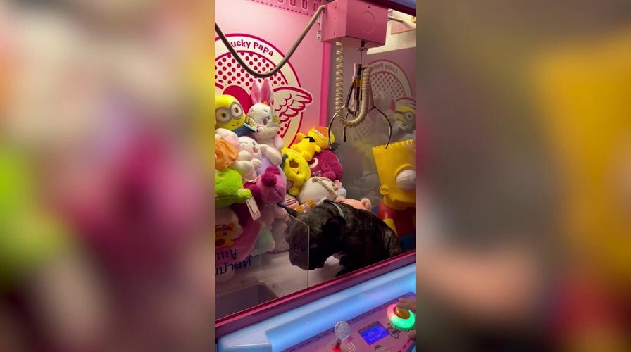 'Please pick me!' French Bulldog sits inside arcade claw machine — check this out