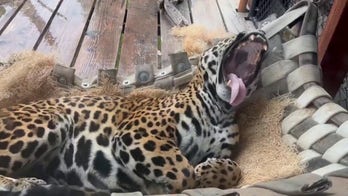 Jaguar enjoys a lazy day at the zoo