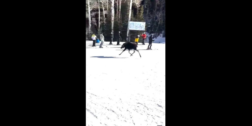 Young moose stuns skiers, jumps out of woods and gallops down Utah slopes
