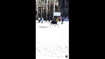 Young moose stuns skiers, jumps out of woods and gallops down Utah slopes