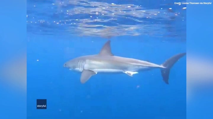 Family has an amazing encounter with a great white shark — see the wild video! 