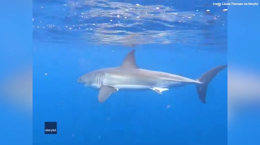 Family has an amazing encounter with a great white shark - see the wild video! 