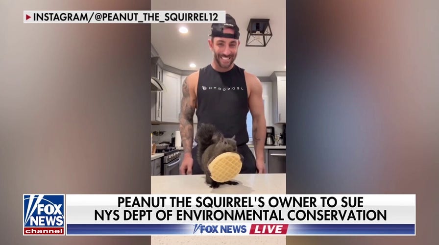 Peanut the squirrel’s owner to sue NY environmental agency over pet’s death