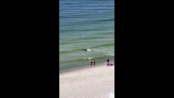 Massive hammerhead shark chases stingrays along Alabama shoreline