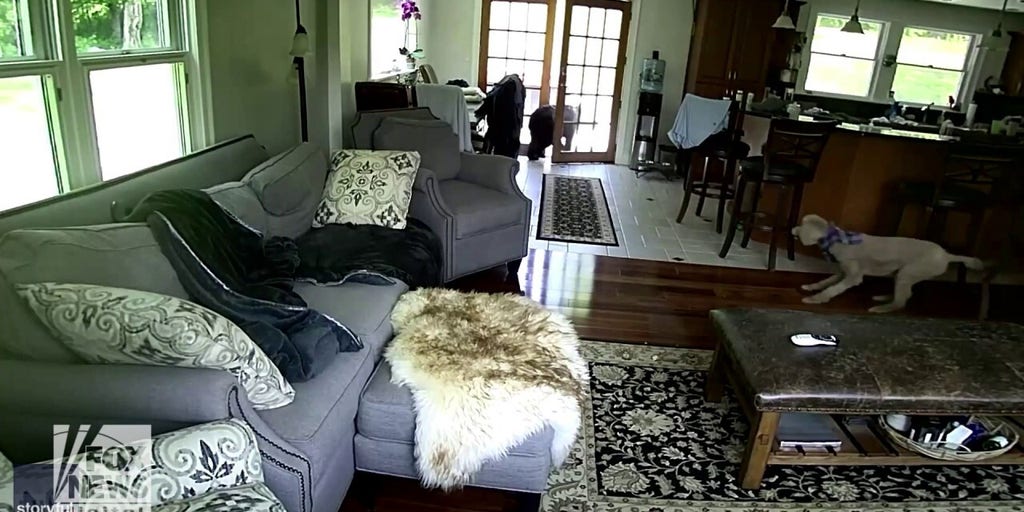 Intruder bear scared off by family dog — watch this wild scene! Fox