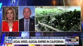 We have 'no idea' about long-term effects of Chinese pesticides at Cali pot grows: Ex-DEA chief