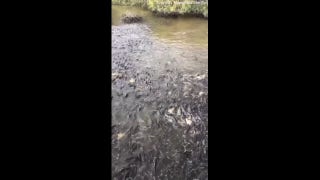 Thousands of frenzied fish spotted in a local river: See the crazy video - Fox News